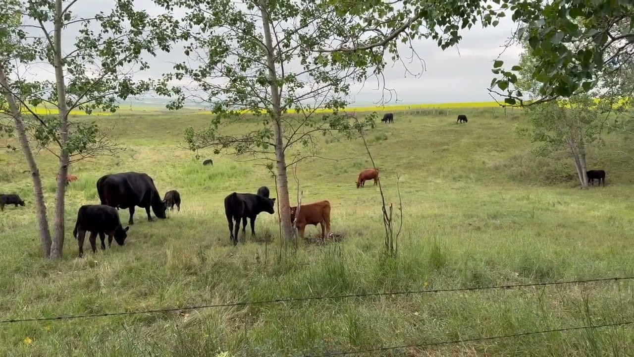 Camping with Cows
