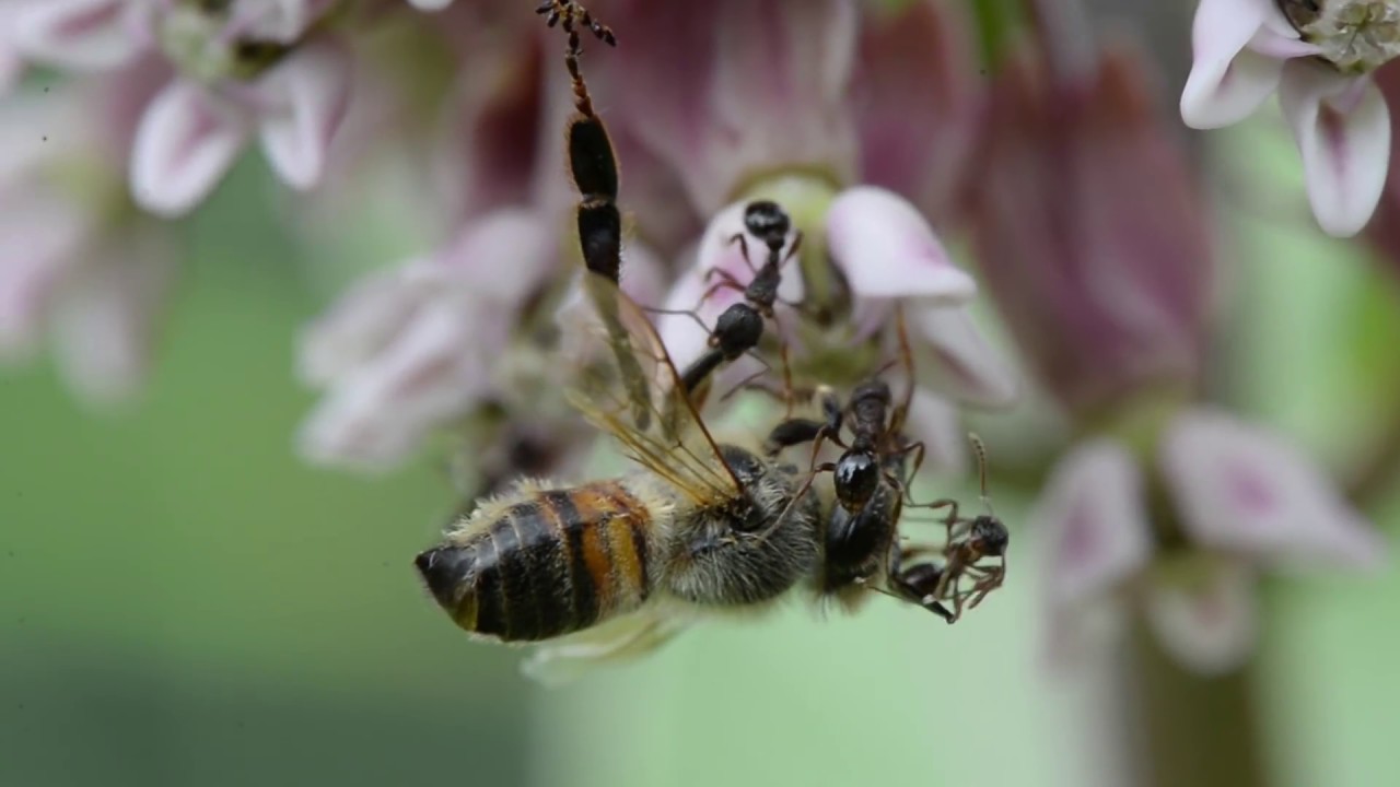 Honey Bees and foraging behavior, flowers for pollenation and nectar, what honey bees eat