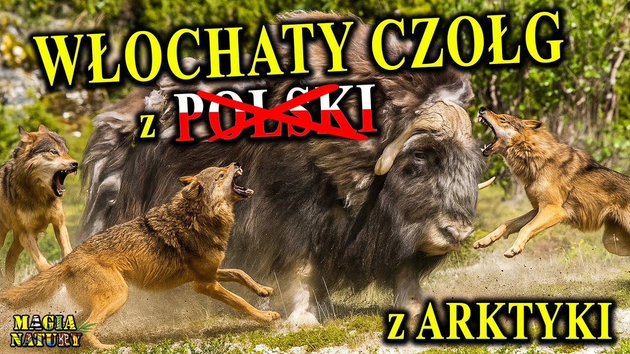 Żył na Ziemiach POLSKI - Piżmow&oacute;ł Arktyczny - Pozostałość Epoki Lodowcowej