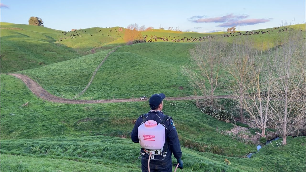 My farming life in New Zealand dairy farm|Calm and peaceful environment|Slow living