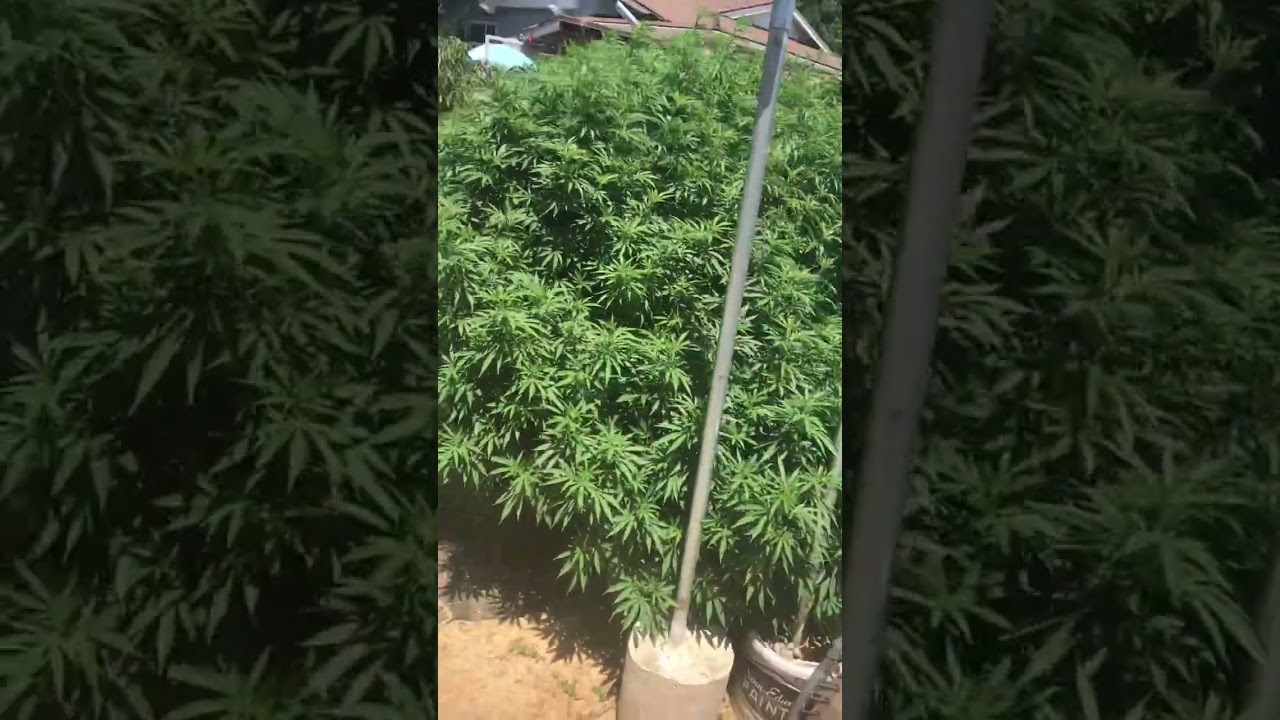 BIGGEST CANNABIS PLANT 🪴