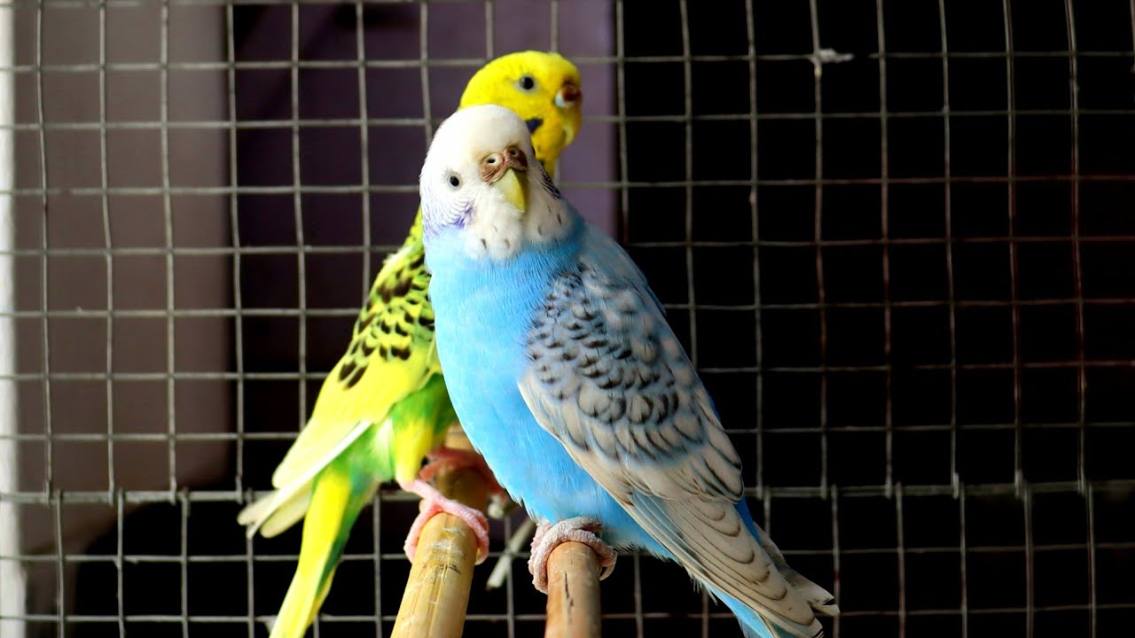 The Budgerigar's Love @grambangla