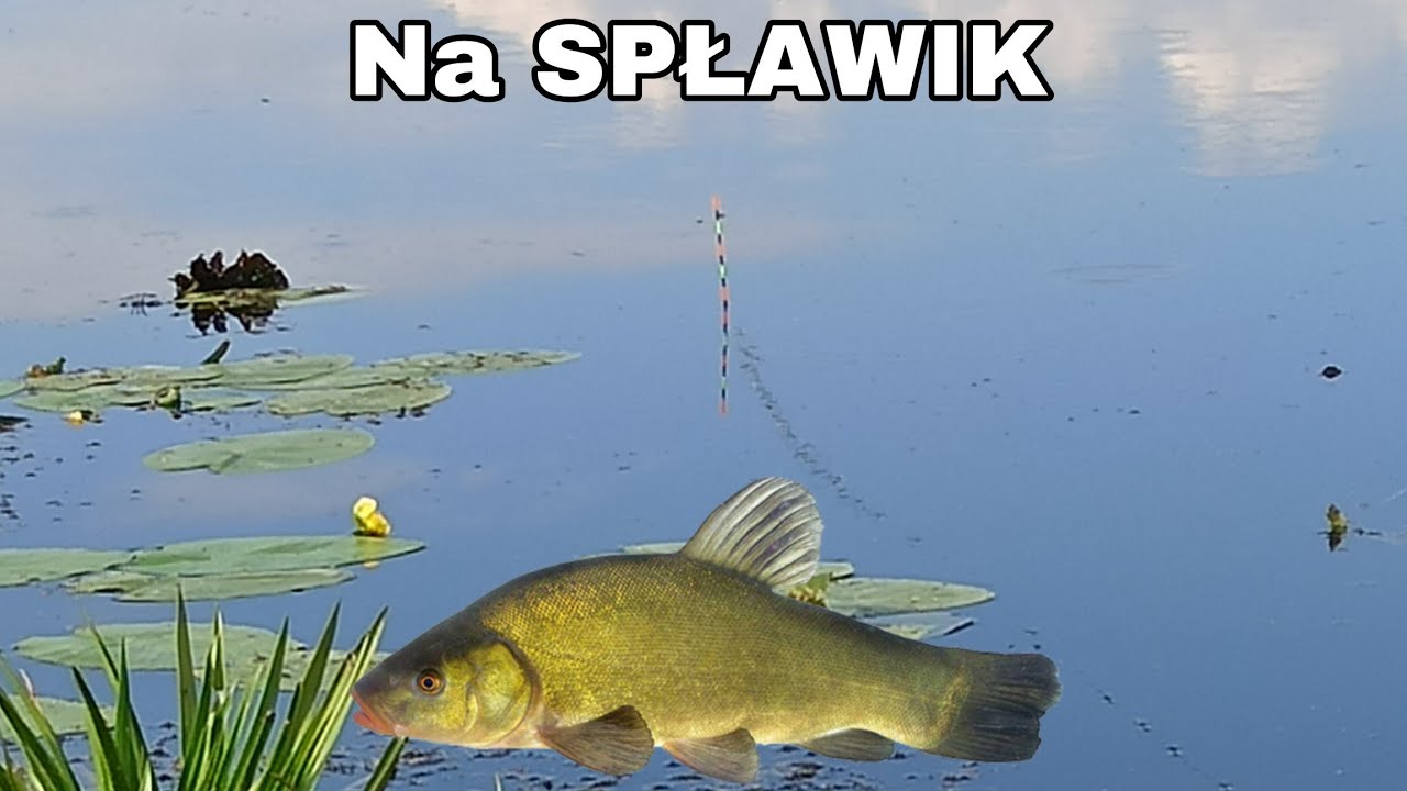 Zamulone STARORZECZE BUGU z dużym potencjałem , LINY NA SPŁAWIK.