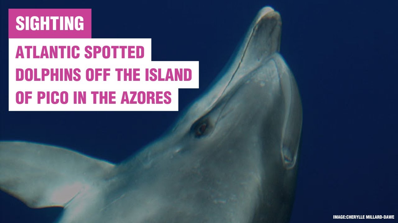 Beautiful Atlantic spotted dolphins in the Azores