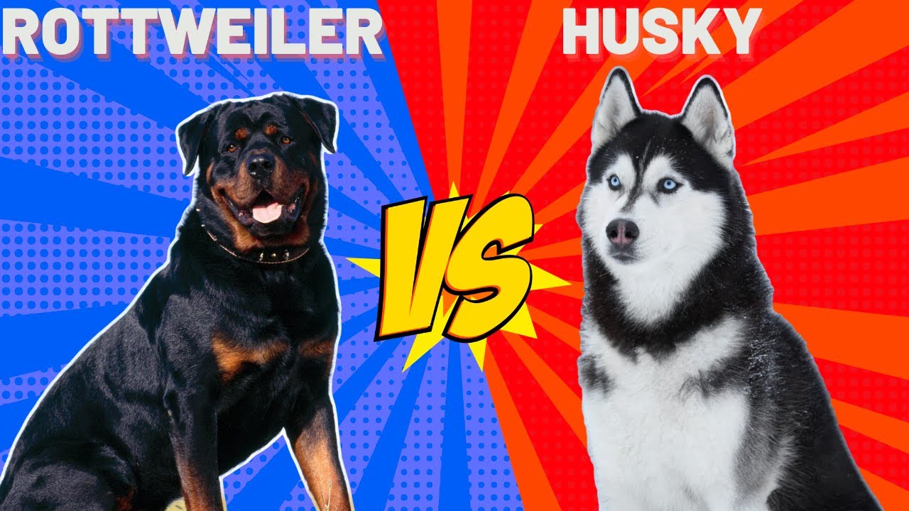 Rottweiler Vs Husky ( Sibirya Kurdu ) K&ouml;pekleri #rottweiler #sibiryakurdu #husky