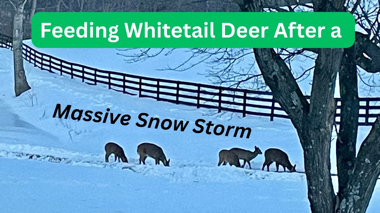 Feeding Whitetail Deer After a Massive Snow Storm – Winter Rescue.