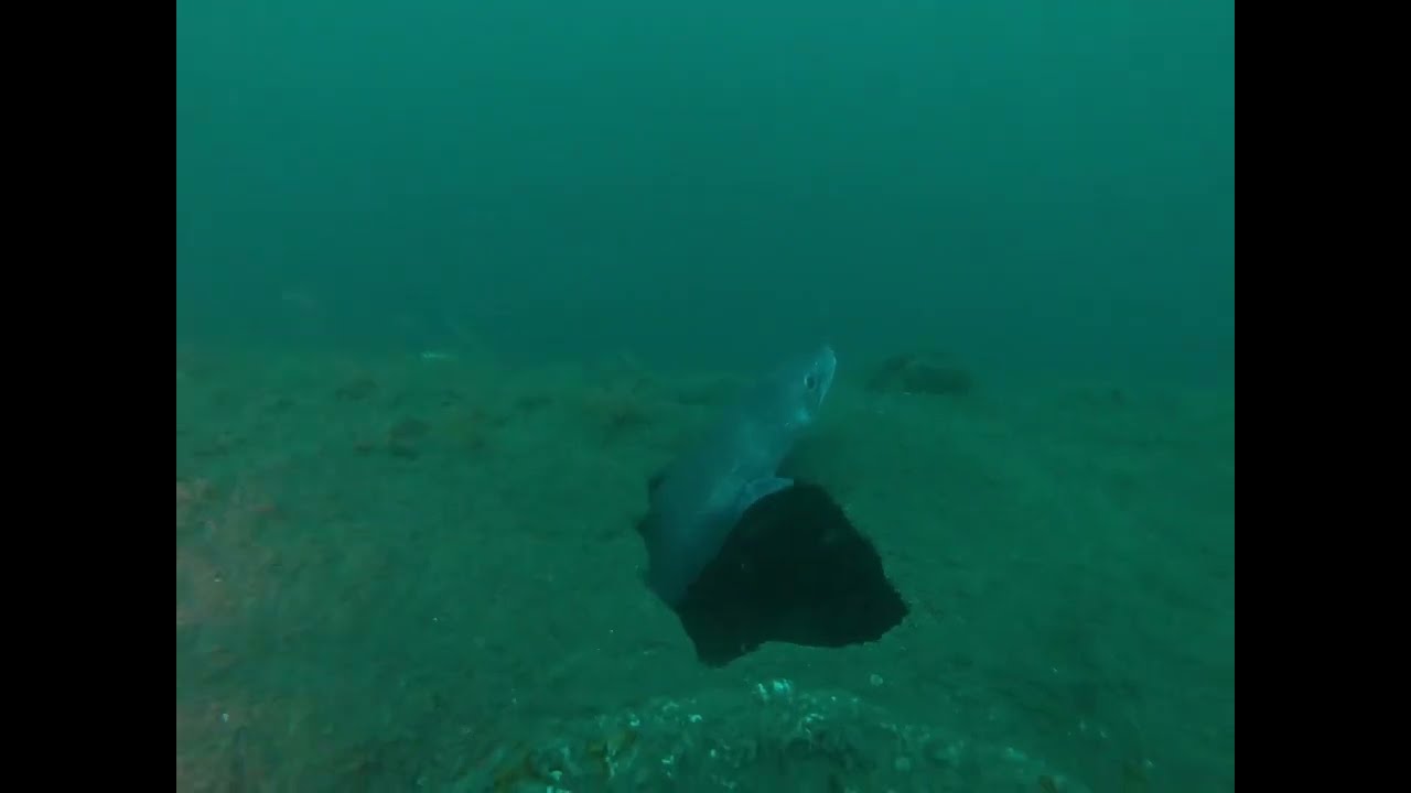 M2 Submarine Wreck Dive - May 2023