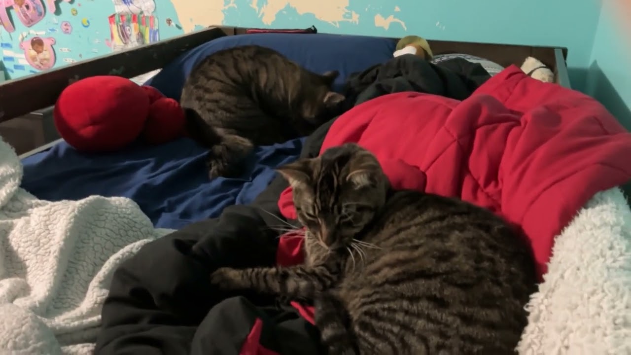 Kitty sisters