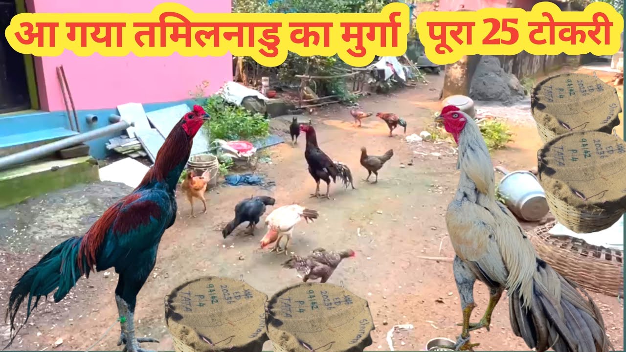 Tamilnadu se Murga aaya 25 Tokri | aseel murga | snr flyers Jamshedpur | 