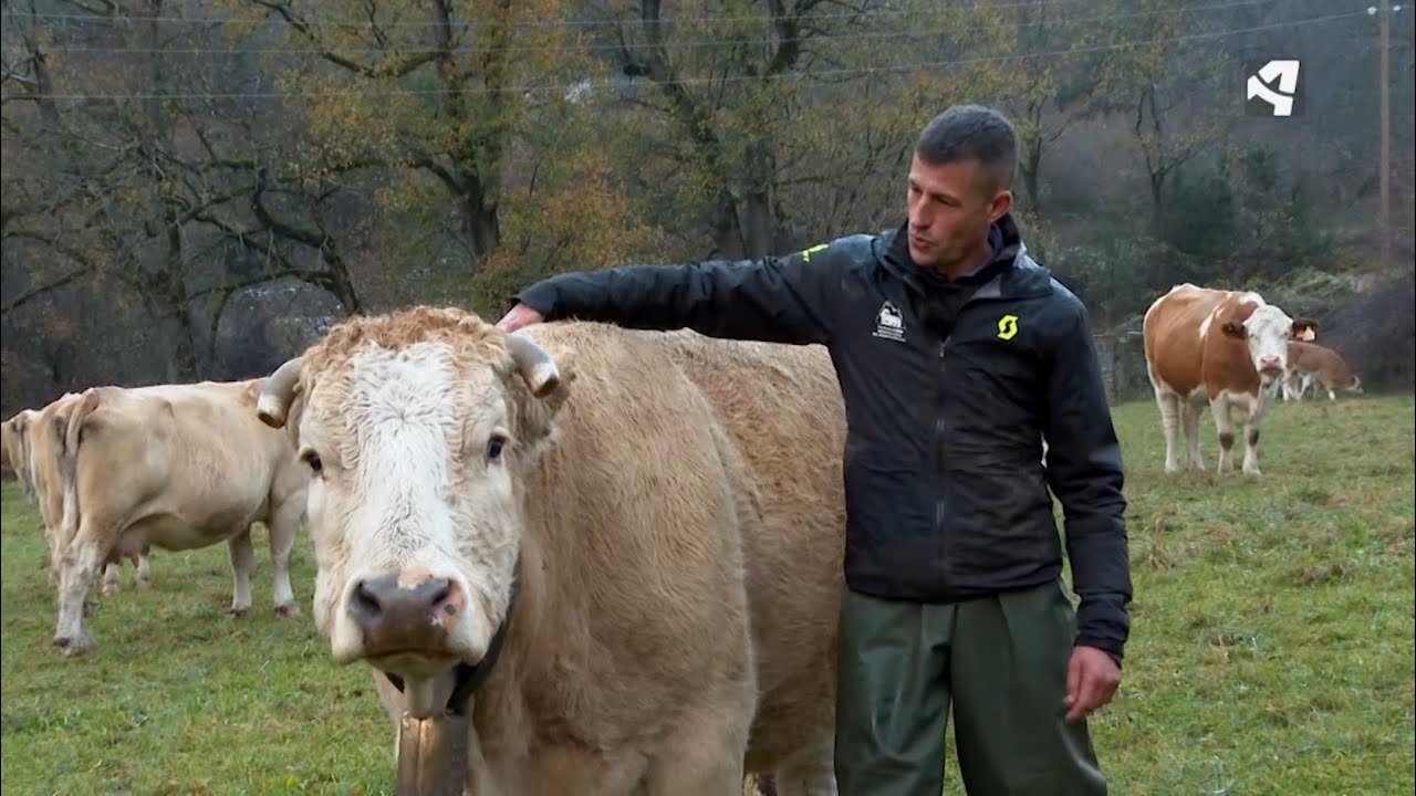 Tierra de pasto para la ganadería extensiva | BUJARUELO