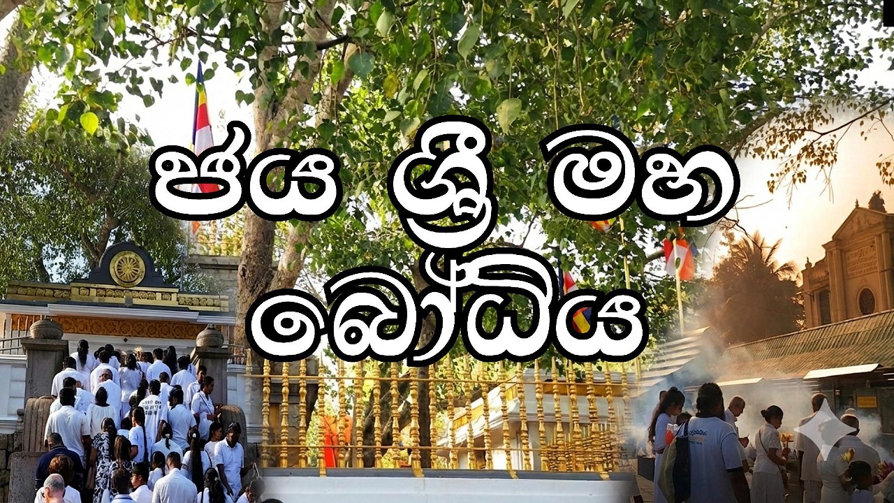 ජය ශ්‍රී මහා බෝධි වන්දනාව | Jaya Sri Maha Bodhi Vlog