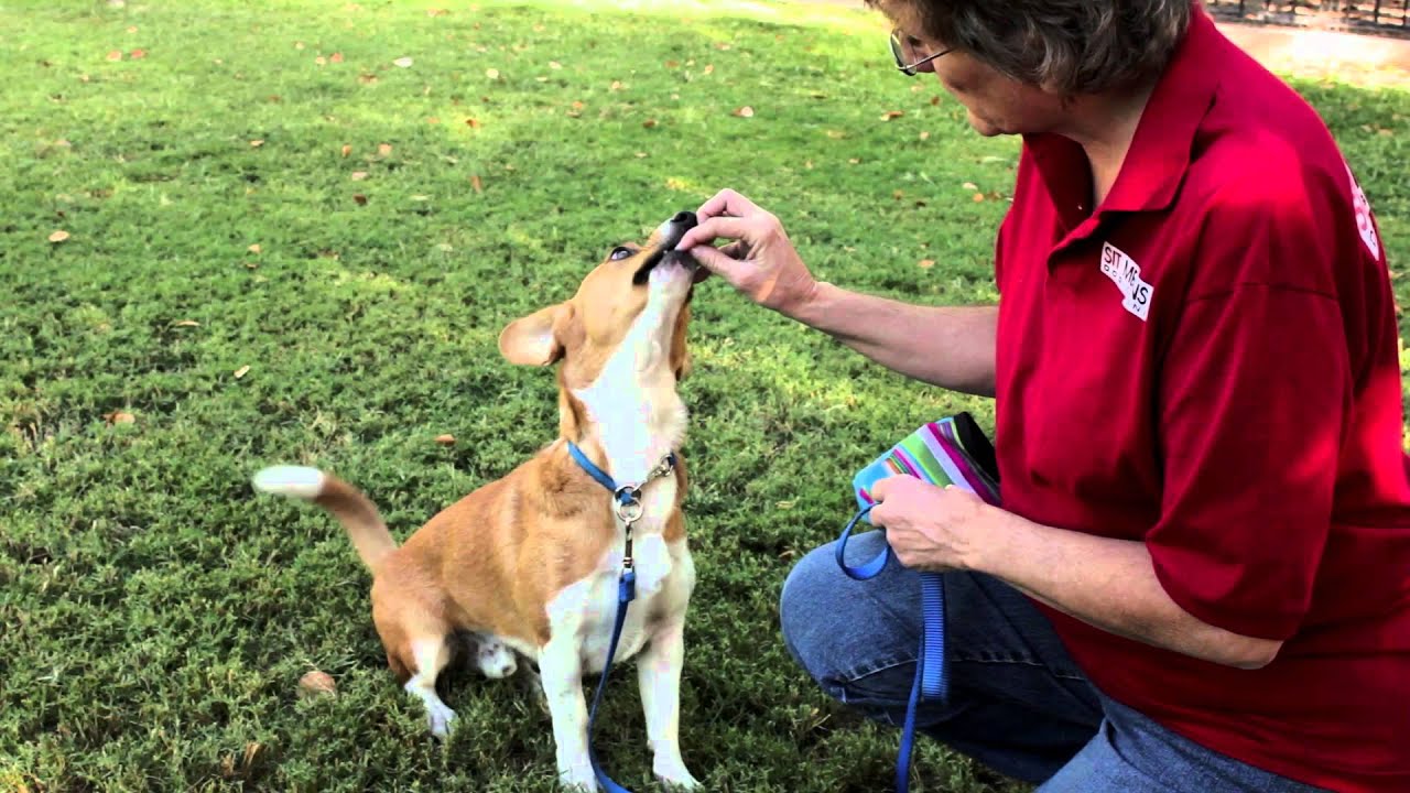 How to Train Herding Dogs  : Dog Training Musts