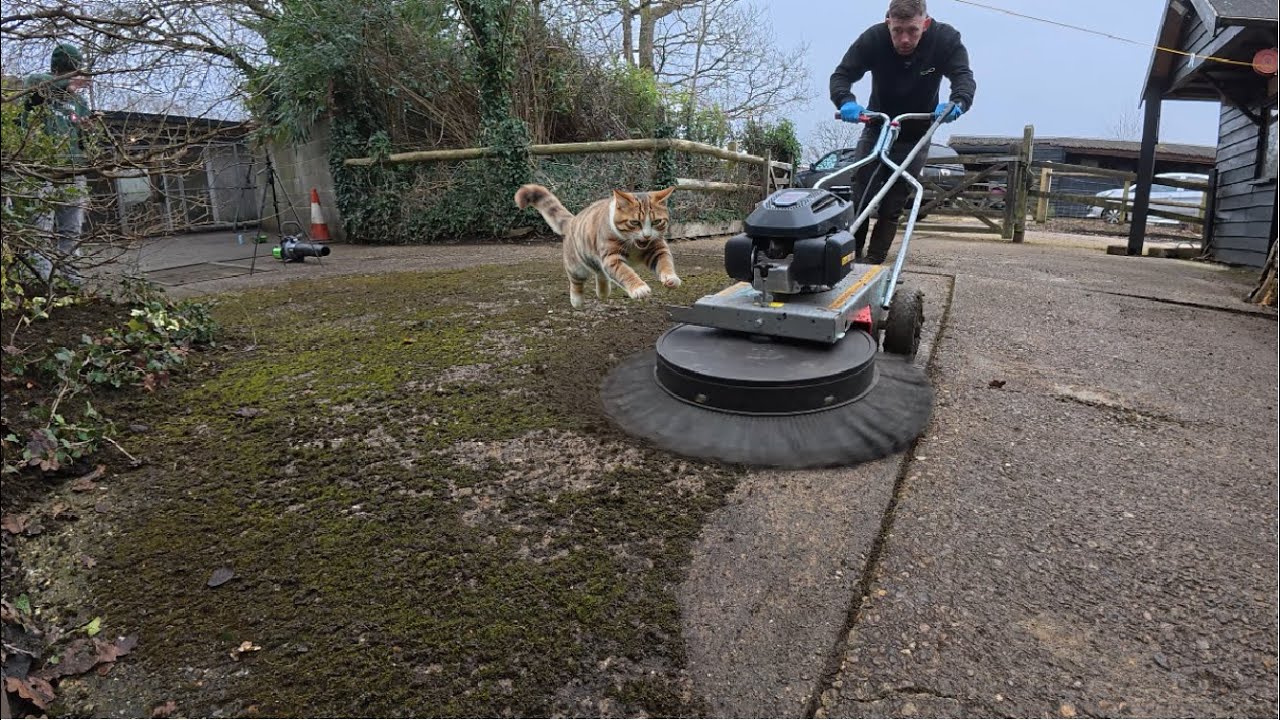 FREE Moss Clearance TRANSFORMS This Cat Sanctuary!