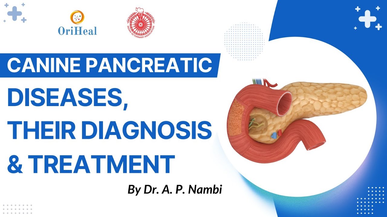 Canine Pancreatic Diseases, Their Diagnosis & Treatment by Dr A.P. Nambi