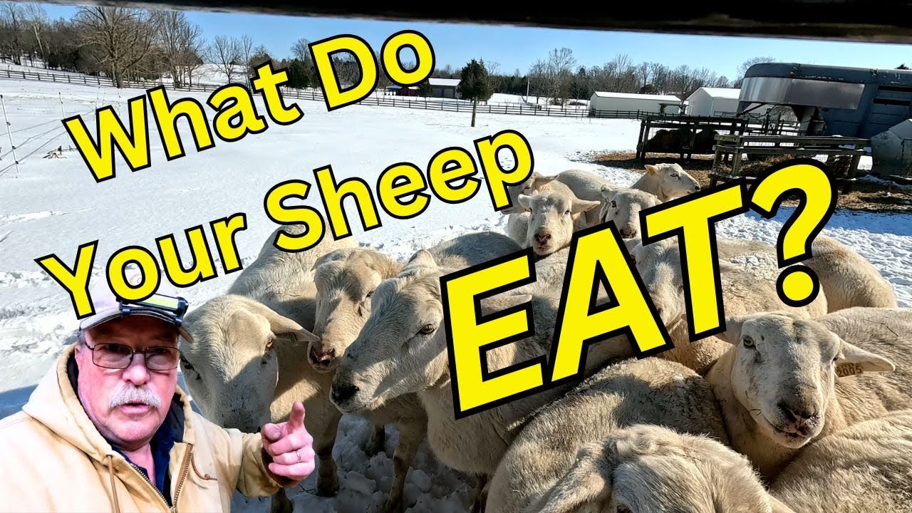 Feeding Sheep in Winter. Trying to make it easier.
