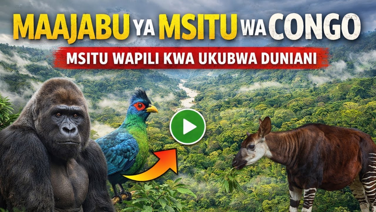MAAJABU YA MSITU WA CONGO | MSITU WAPILI KWA UKUBWA DUNIANI