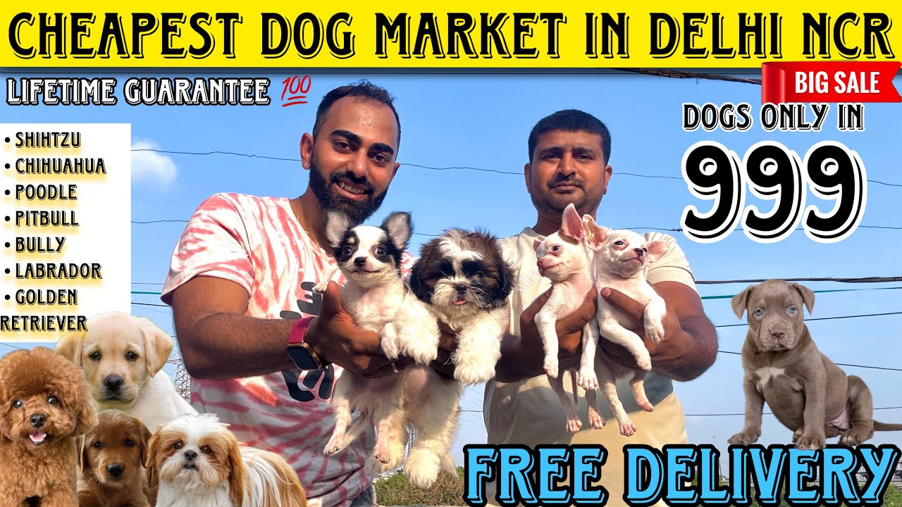Cheapest Dog Market In Delhi NCR | ShihTzu Chihuahua Husky Labrador Puppy #dog #dogpuppies #shihtzu