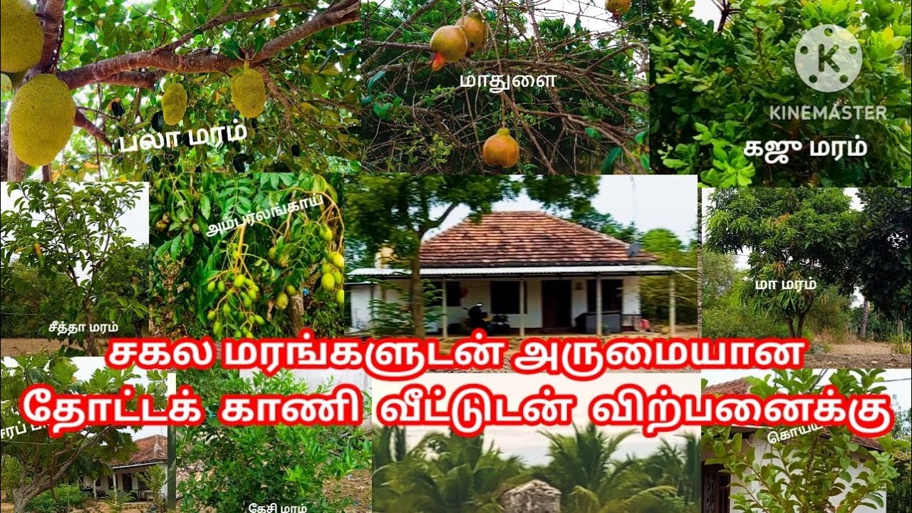 19 பரப்பு தோட்டக் காணி மலிவு விலையில். கிளிநொச்சி மலையாளபுரத்தில்.