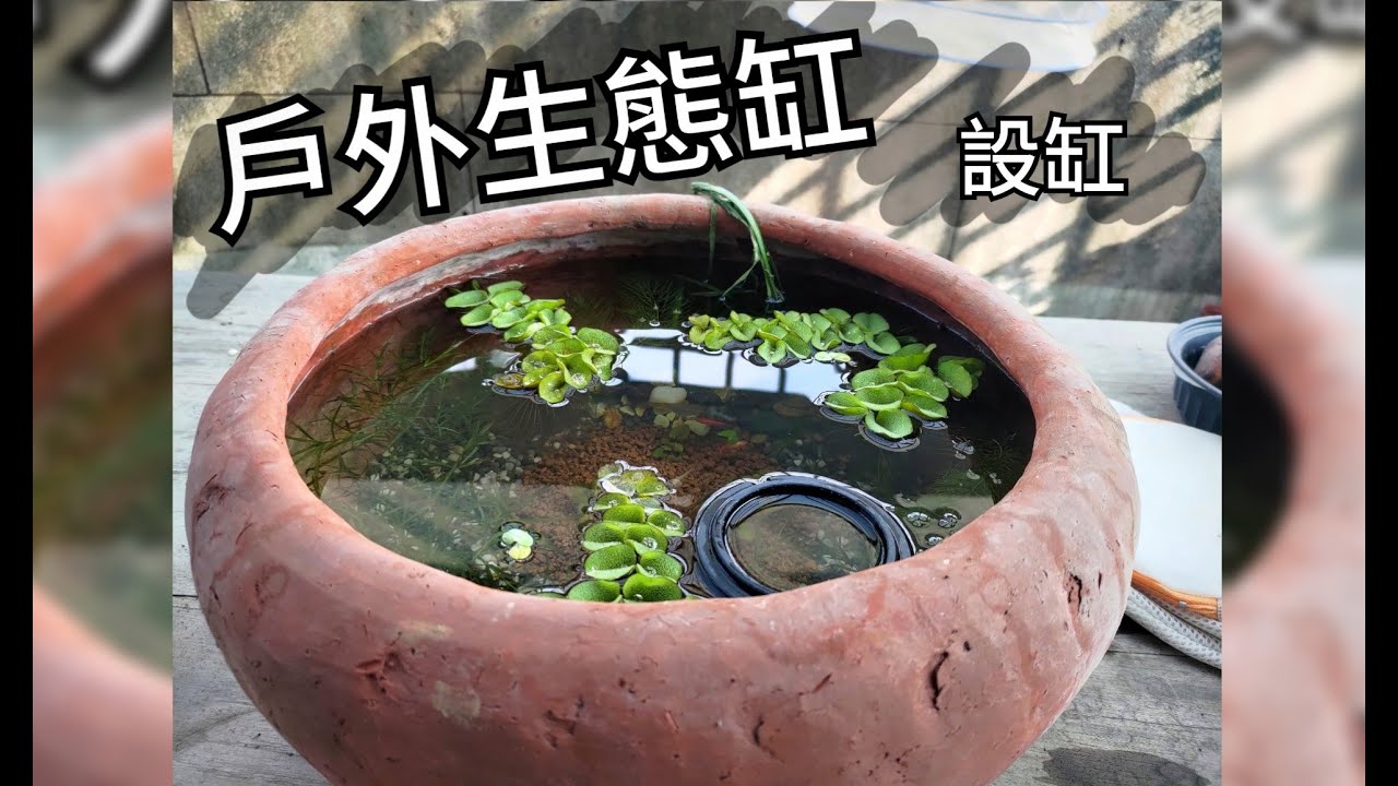 水族【戶外缸分享EP.1】來個放養生態缸!｜Set up a simple outdoor fishtank