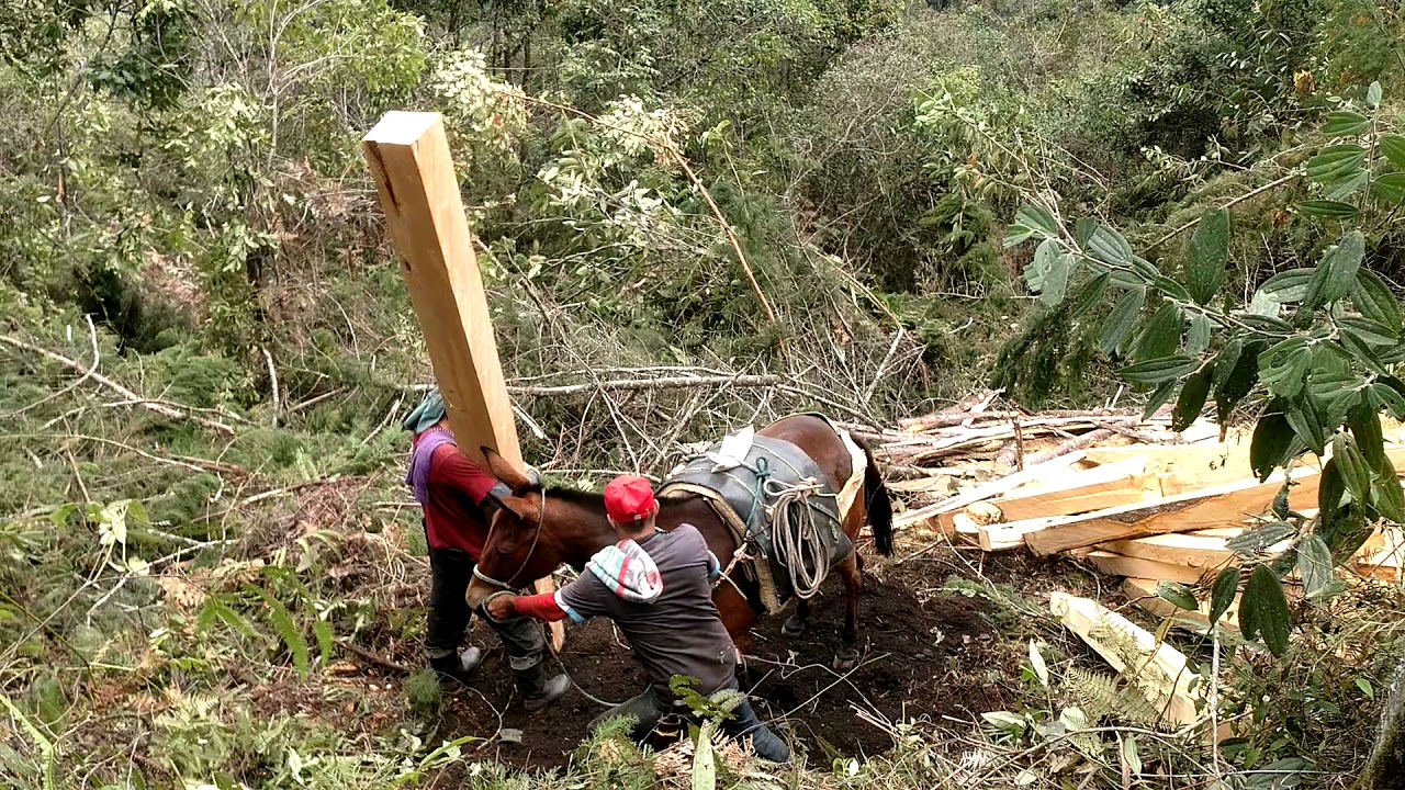 El arte de la arriería en Abejorral, Antioquia, Colombia