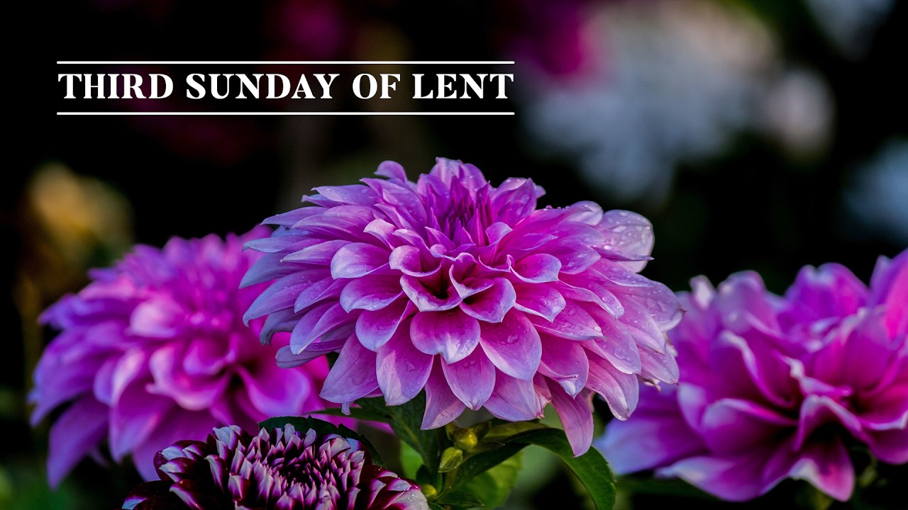 Third Sunday of Lent - 08/03/2026