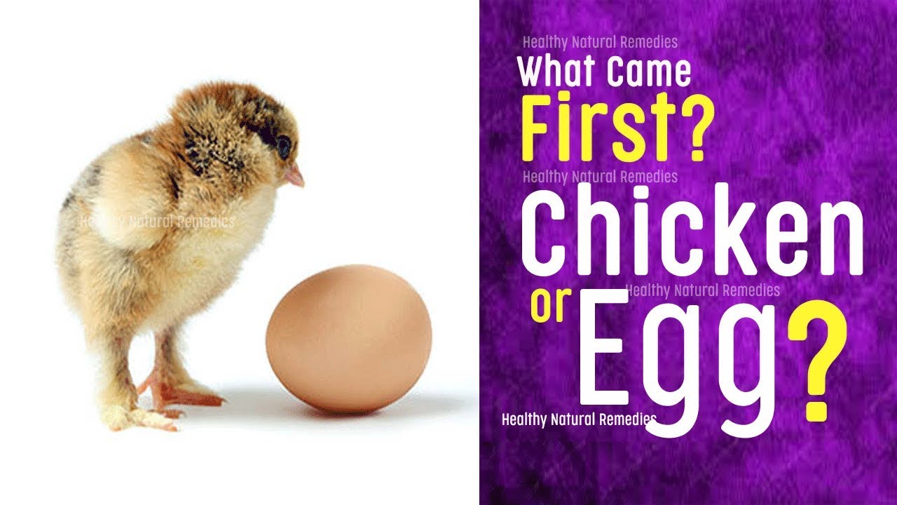 Which came First, Chicken or Egg | This Scientific Answer will Shock you