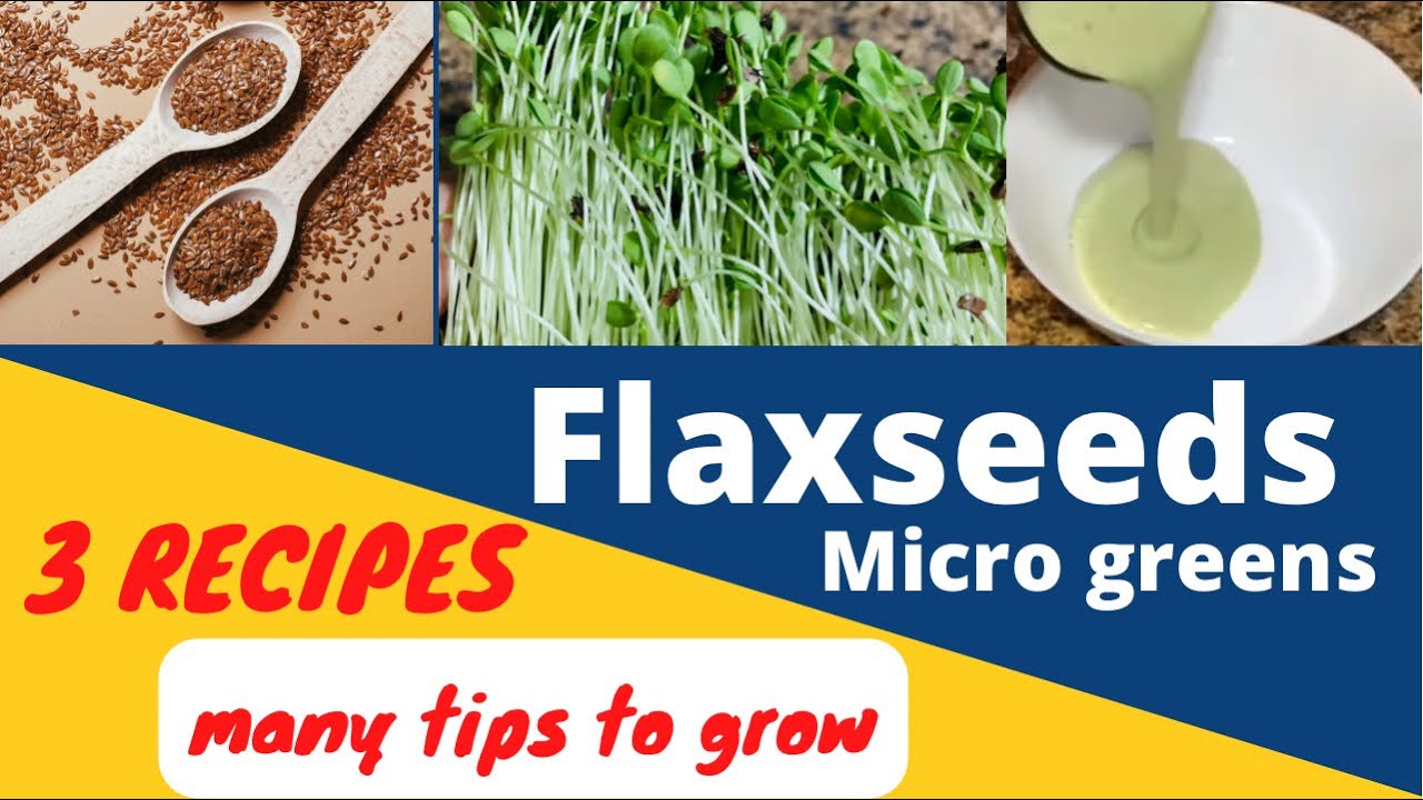 #4 Flaxseed micro greens 2 ways to grow and 3 ways to eat .