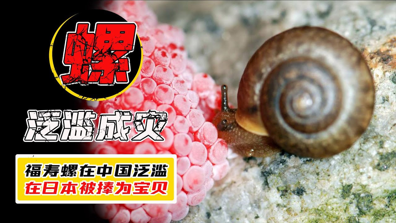 福壽螺含有6000條寄生蟲，在中國被吃貨嫌弃，在日本卻成了搶手貨#福壽螺#科普？【小馬哥知識局】