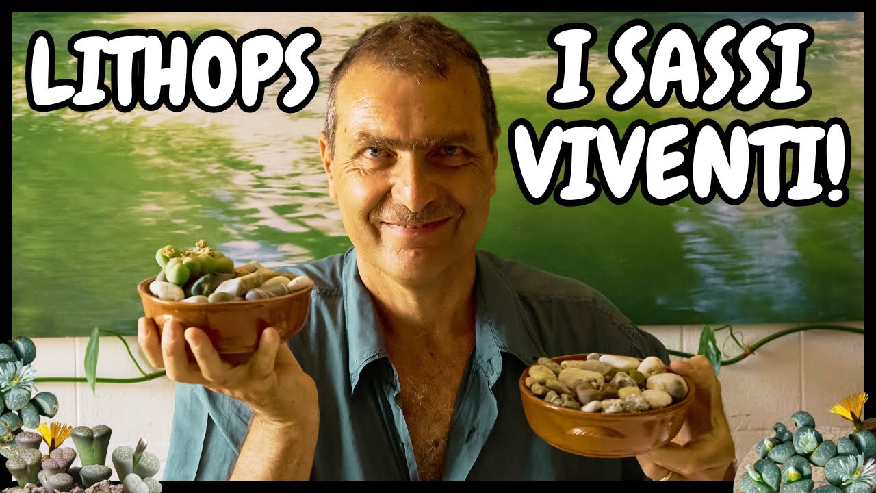 Come COLTIVARE il LITHOPS (o Pianta Sasso) in VASO? Composizioni, Terriccio e Consigli