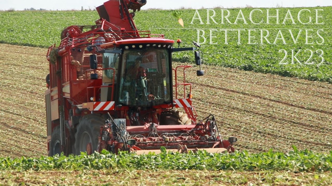 Arrachage de betteraves 2k23 / Sugar beet harvesting 2k23