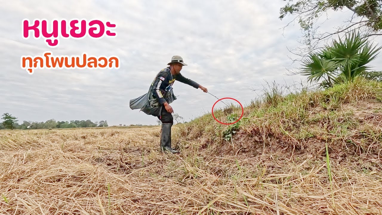 เปิดหมายใหม่ มีหนูแทบทุกโพนปลวก บ่วง 300 หลัง แทบไม่พอใส่