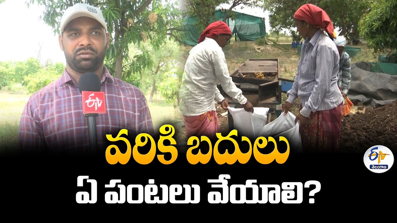 What Crops Should Farmers Grow Instead of Rice? | El Nino Alert | Horticulture Scientist Srinivas
