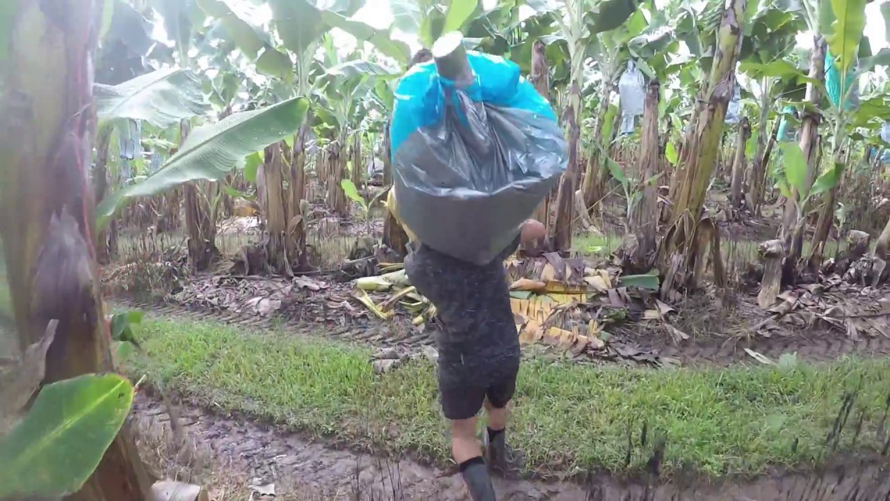 Banana Farm , Humping , 2nd year visa ,  Innisfail , Australia , Farm work , 88days