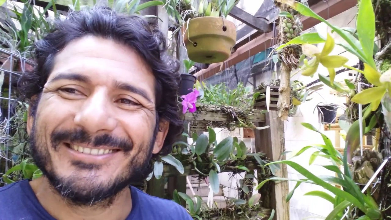 Cycnoches,  uma orqu&iacute;dea com afinidade ao g&ecirc;nero Catasetum