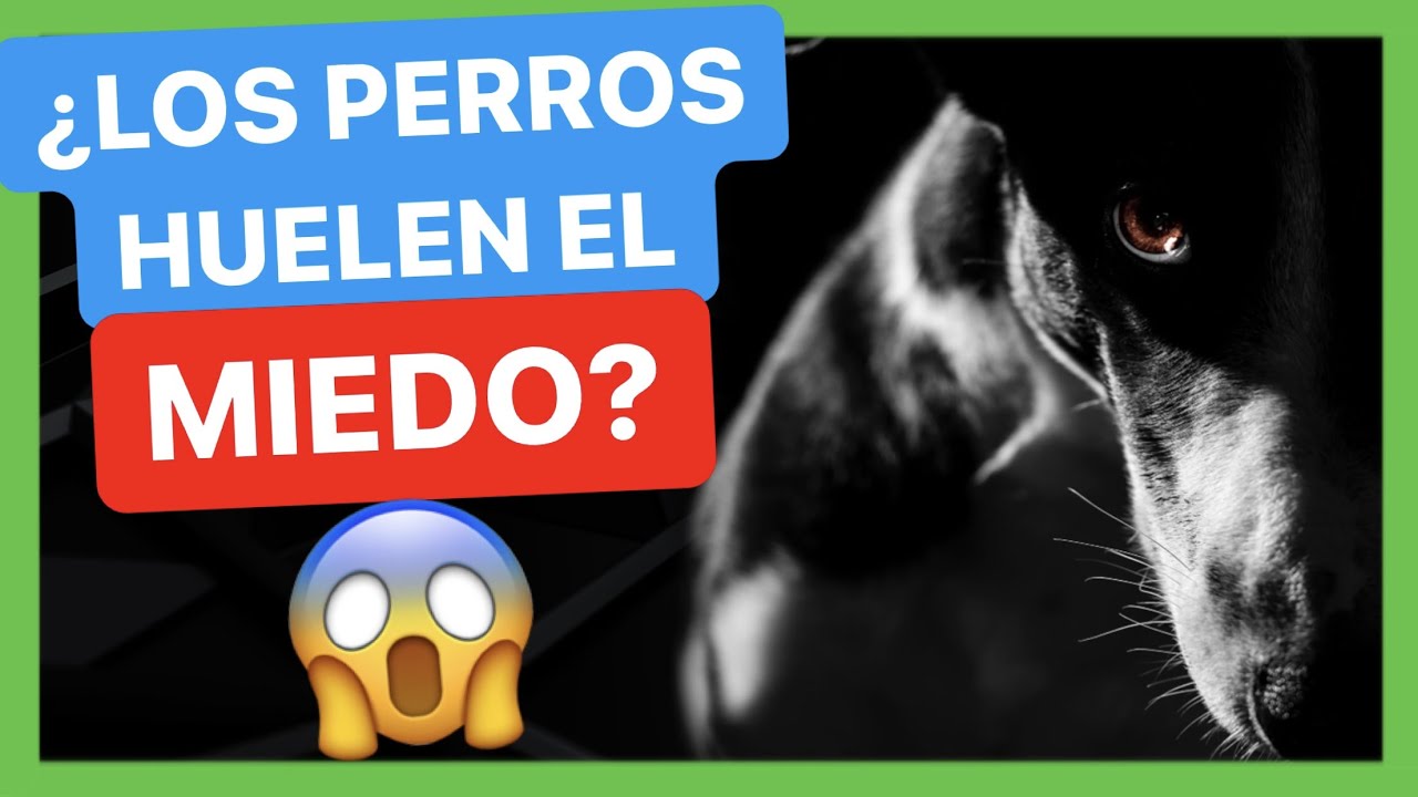 ¿Los PERROS ATACAN ⚠️ si HUELEN el MIEDO? 🤯  ► LA VERDAD TE SORPRENDERÁ! ✅