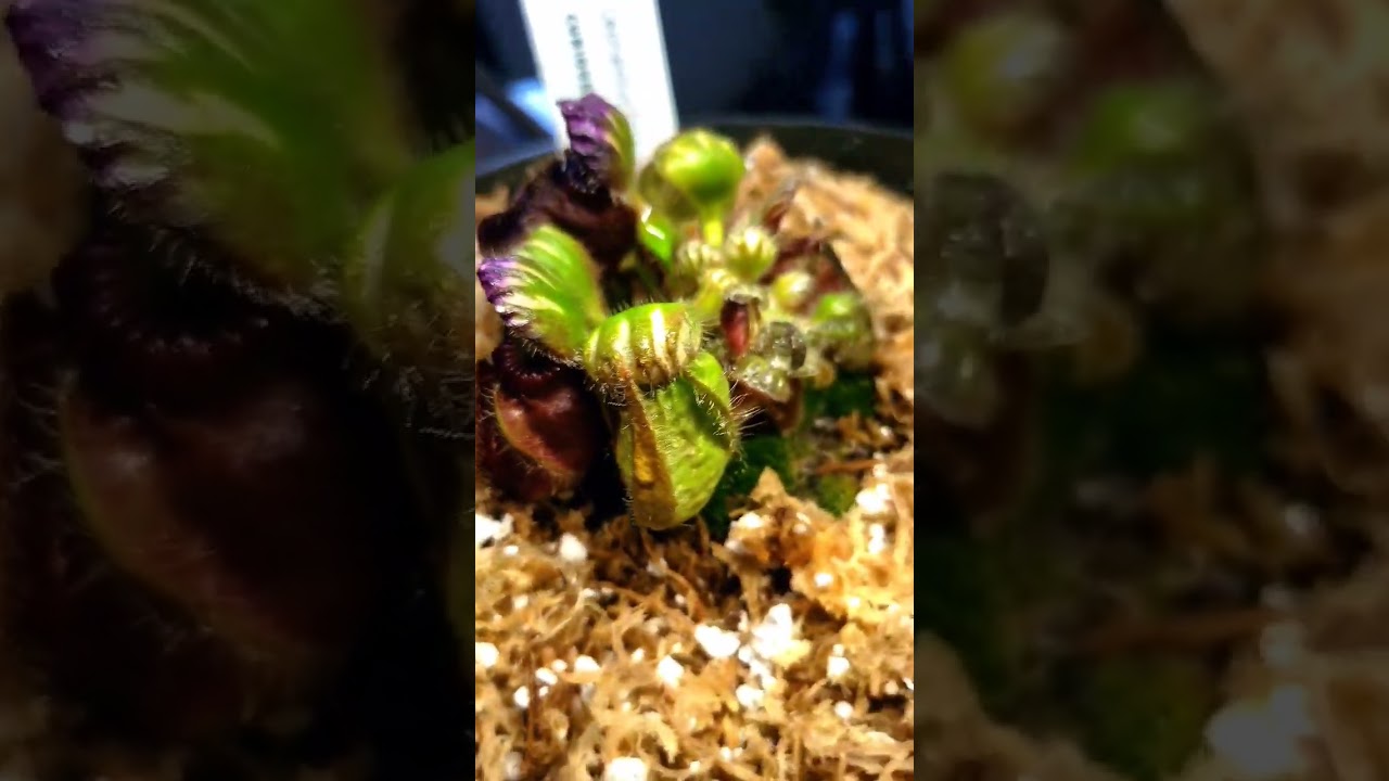 Mindblowing Australian pitcher plant