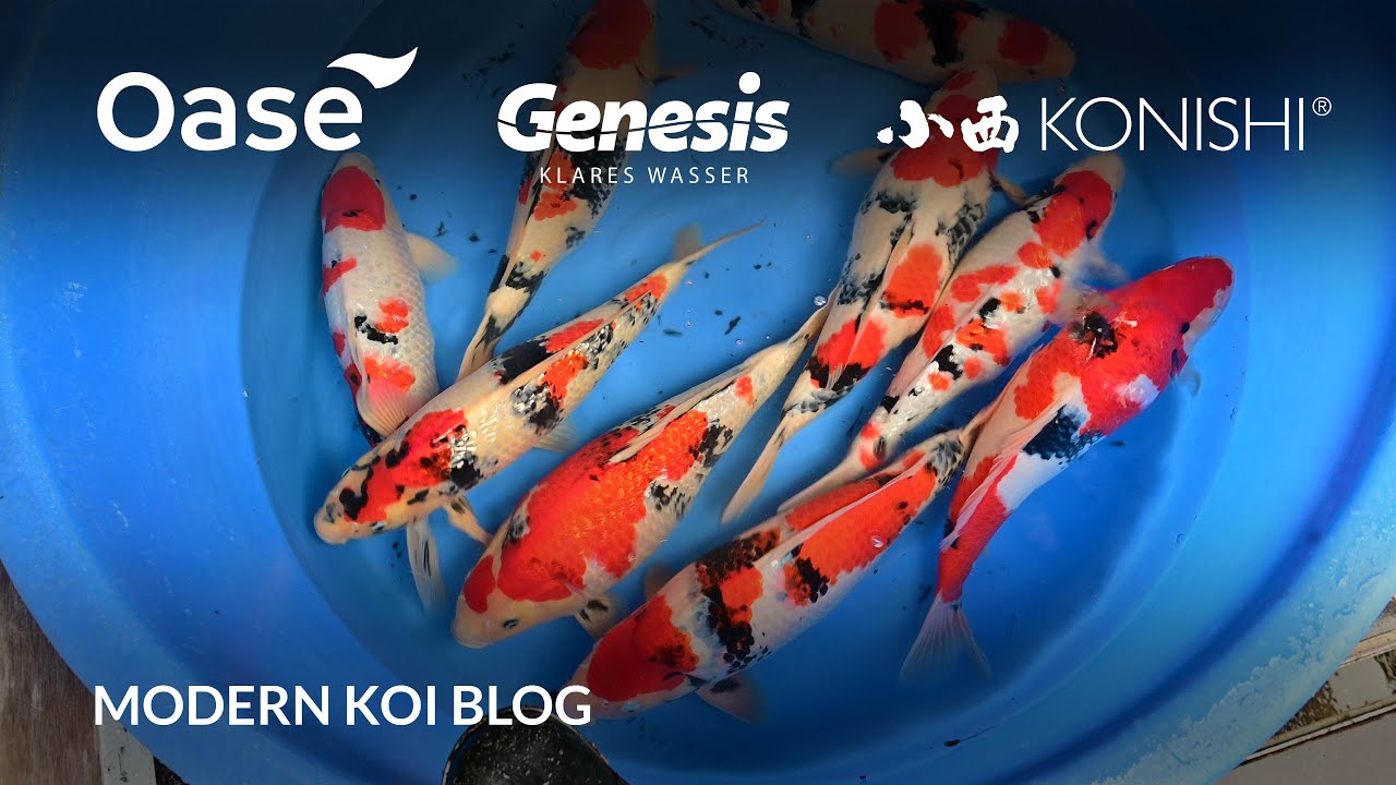 Modern Koi Blog #5670 - Live aus Japan: Ikeage Naturteich Shin Maeda