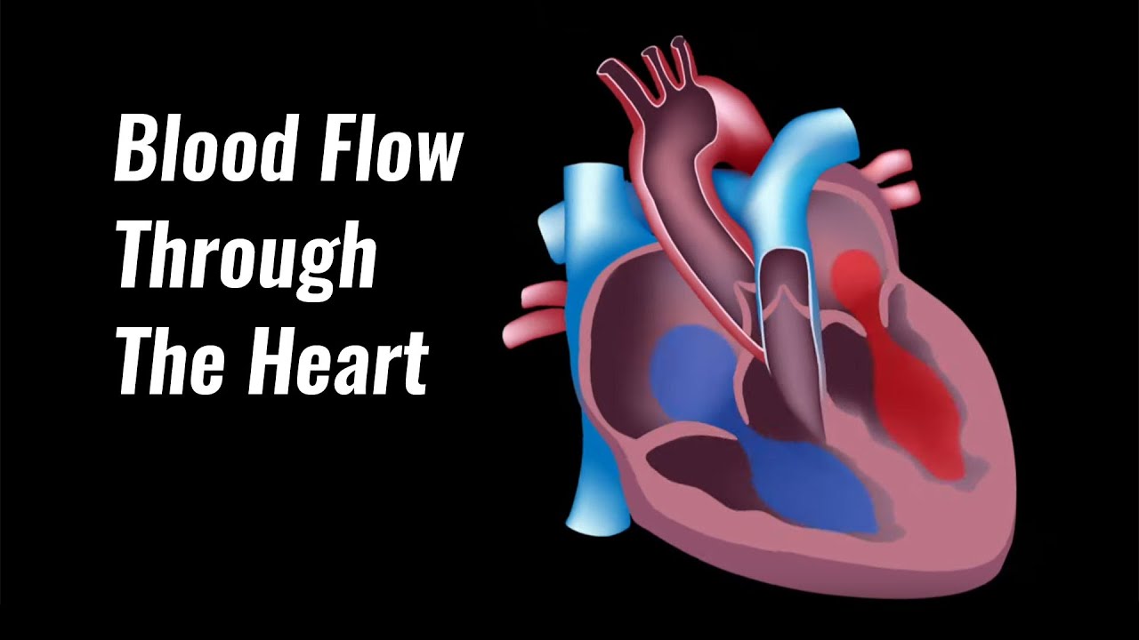 Blood Flow Through The Heart Explained