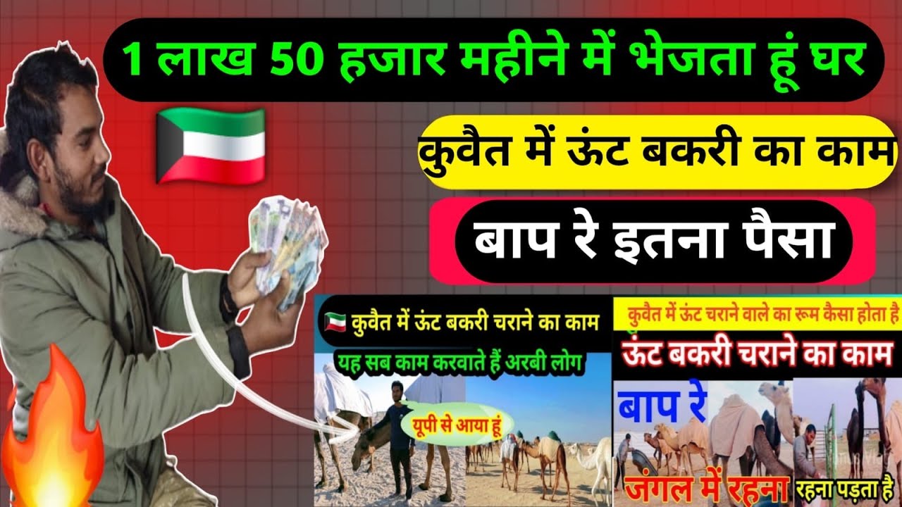 कुवैत में ऊंट बकरी का काम || kuwait majra ka kam || kuwait mein bakri charane ka kam ||