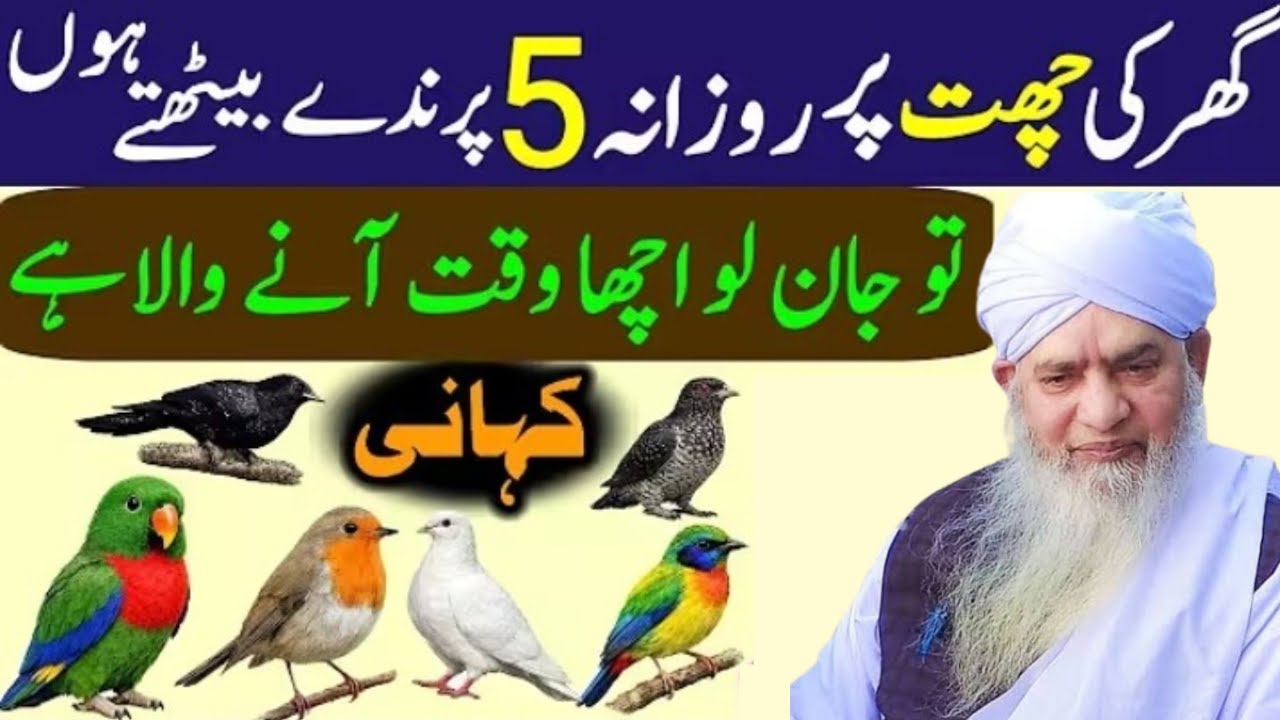 Ghar ke chhat per rojana5 parinde baithe ho to jaan lo achcha waqt aane Wala hai Bayan aham