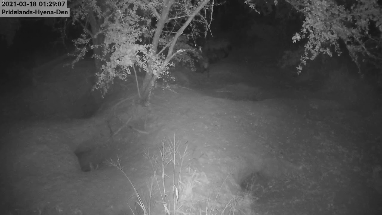 Live Cam: Pridelands Hyena Den