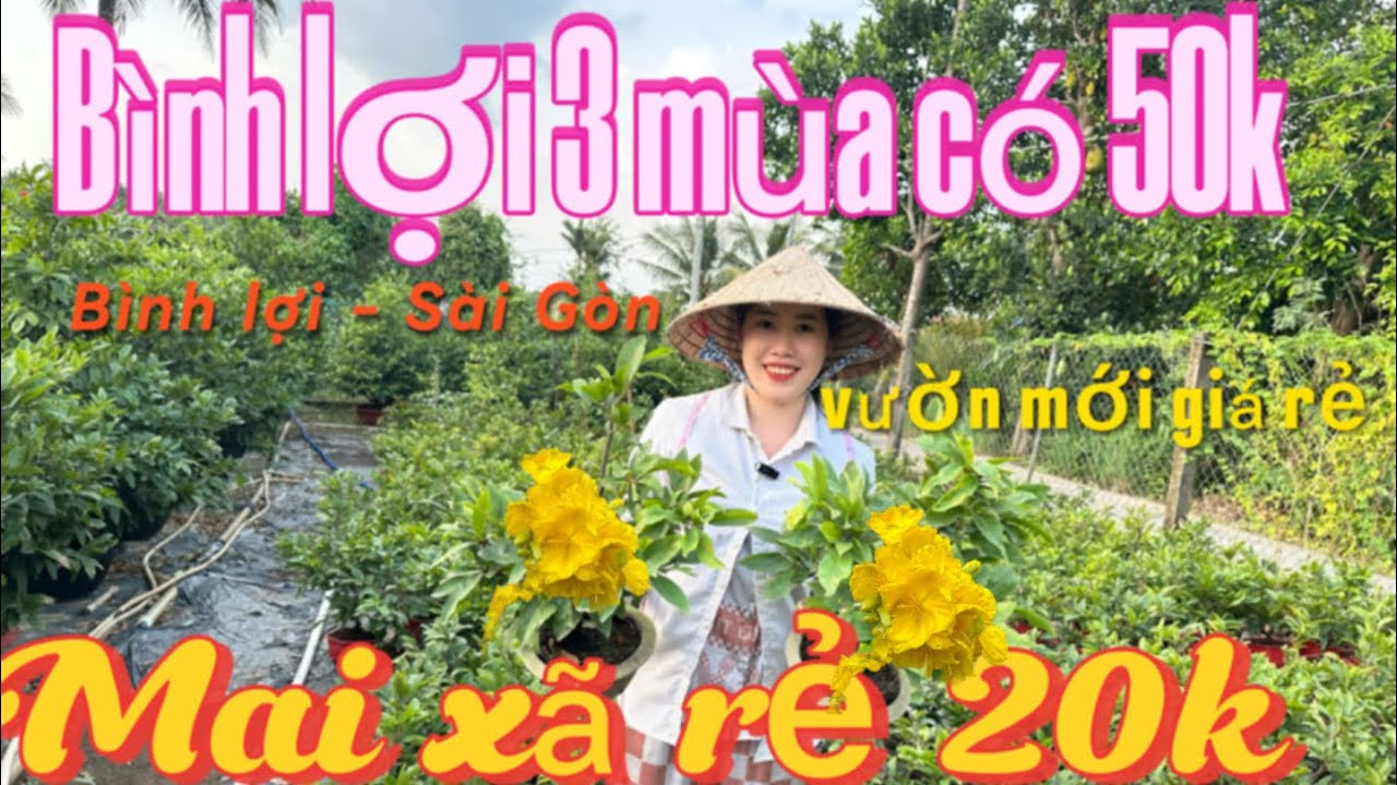 19-1 ☎️0365869018📲Hằng 🌲Mai xã rẻ có 20k , bình lợi - Sài Gòn 4 mùa có 80k