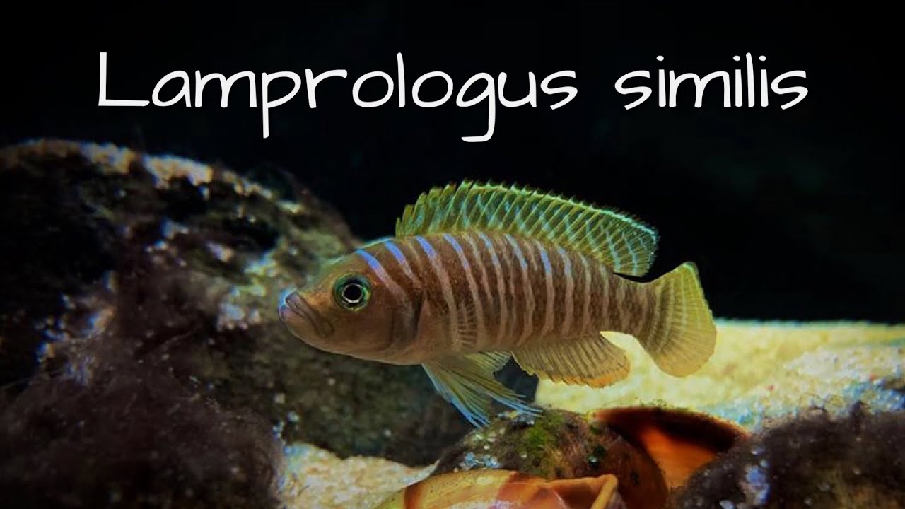 Цихлиды Озера Танганьика в Аквариуме! Лампрологус симилис | Аквариум Из Помойки 3