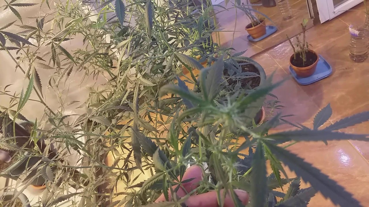 In&iacute;cio flora&ccedil;&atilde;o Critical Orange.