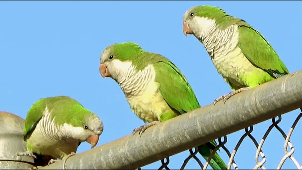 Parakeets 🦜 Video for Pets