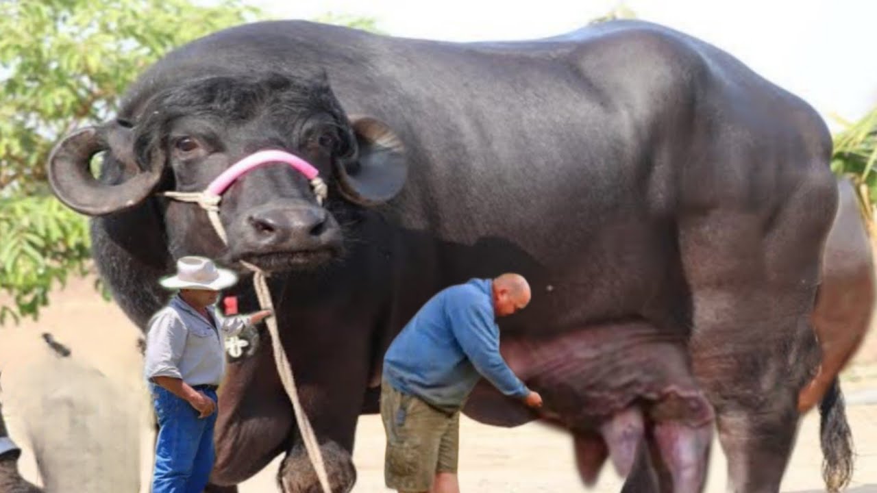 Top Class Jafrabadi Buffalo Of Gujrat || World's Biggest Buffalo Breed || Amazing Buffalo Breed
