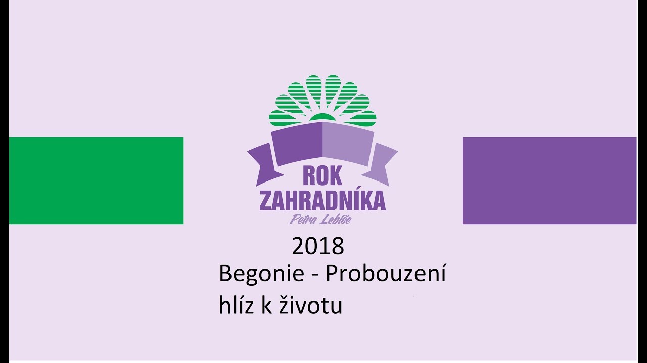 Begonie - probouzení hlíz k životu