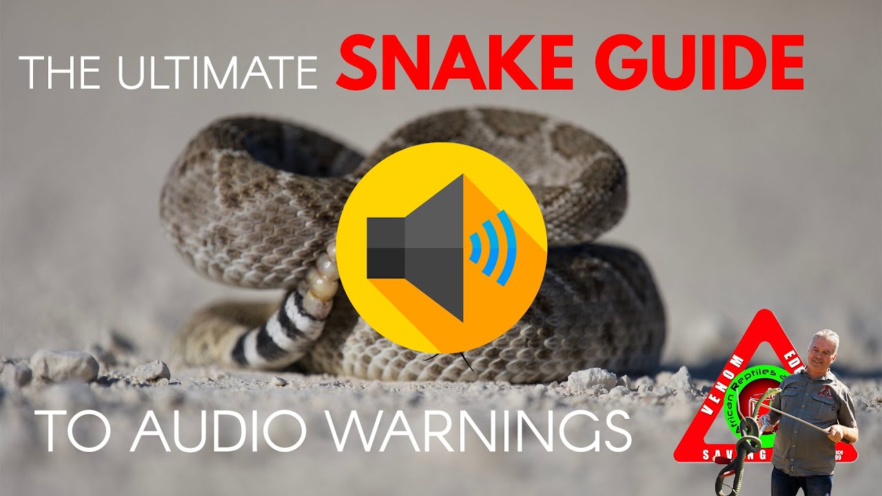 ULTIMATE SNAKE AUDIO WARNING GUIDE  #snake #snakehandling #blackmamba