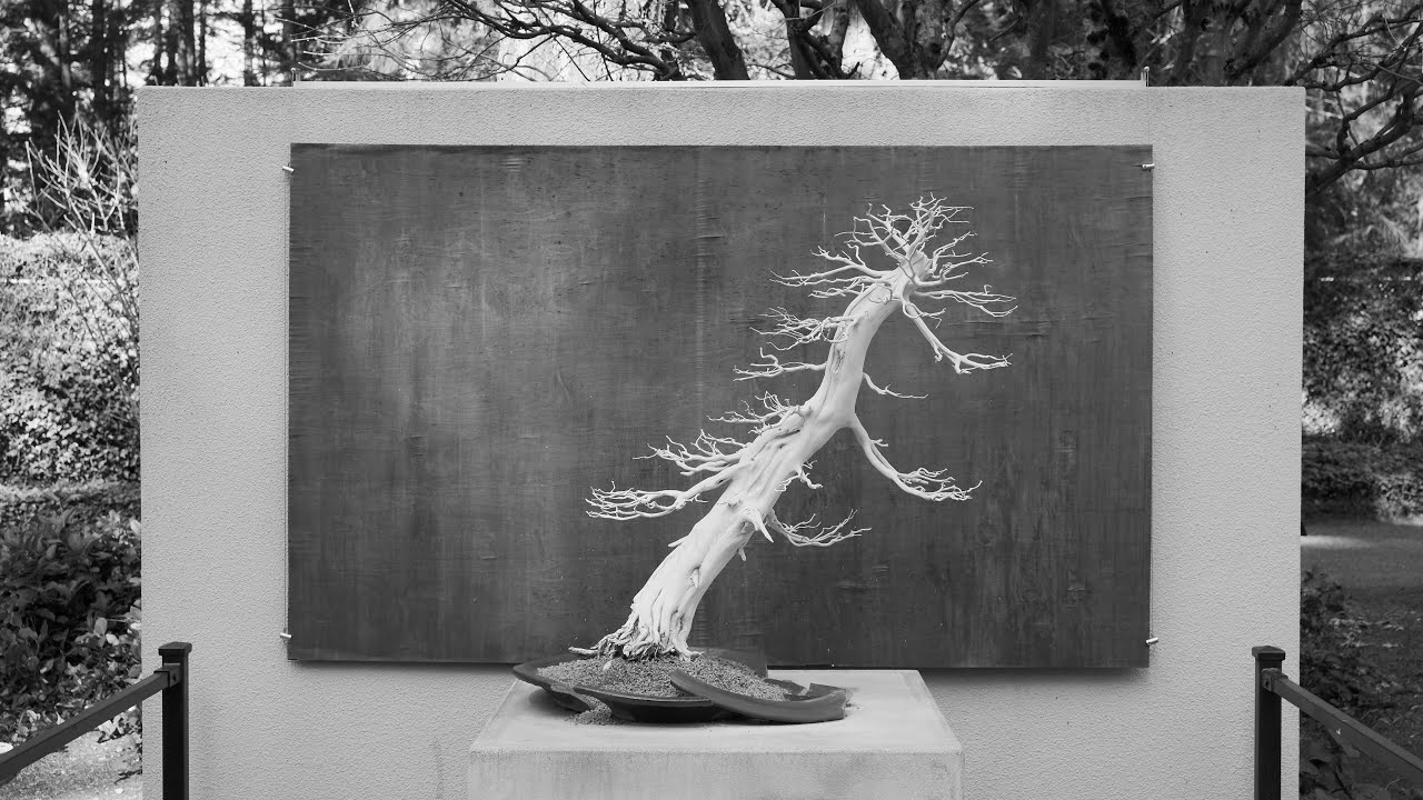 World War Bonsai: Remembrance & Resilience
