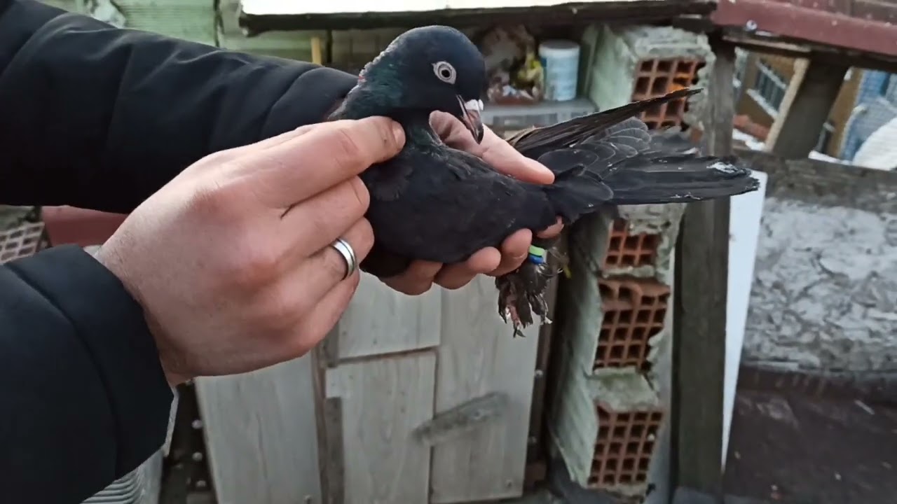 EN ÇİRKİNİNDEN KAÇAK KELEBEK HEMDE MARKALİSİNDAN